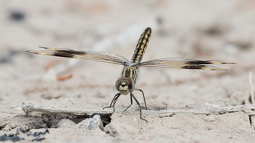 Brachythemis impartita (Northern Banded Groundling) imm male 7 .JPG